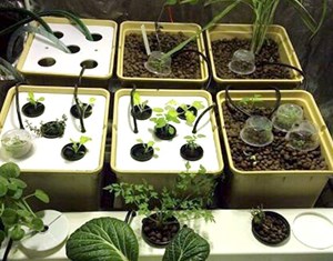 الكليب لتجربة زراعة الخضراوات العضوية داخل المنازل