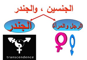 المساواة الجندرية