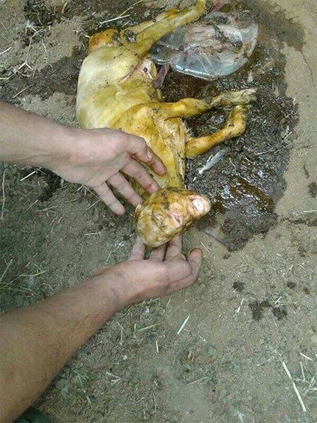 بالصور: ولادة ماعز بوجه إنسان تثير الذعر بقرية سعودية 459242-1