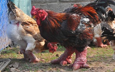 بالصور دونغ تاو دجاج نادر بساق التنين