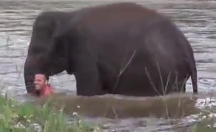 فيديو لا يصدق.. فيل يهرع لإنقاذ مدربه من الغرق