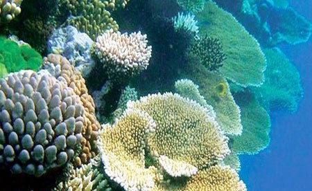 الحيد المرجاني العظيم مهدد بالتلوث