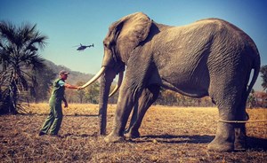 بالفيديو والصور.. الأمير هاري يُنقذ أفيال إفريقيا