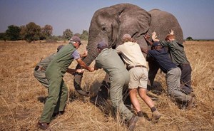 بالفيديو والصور.. الأمير هاري يُنقذ أفيال إفريقيا
