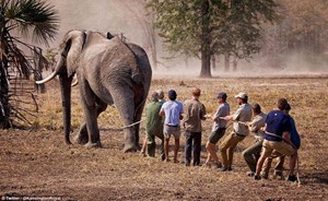 بالفيديو والصور.. الأمير هاري يُنقذ أفيال إفريقيا