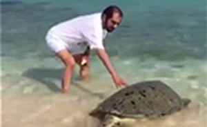 بالفيديو.. حاكم دبي محمد بن راشد ينقذ سلحفاة البحر