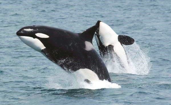 Mother-daughter conflict may cause menopause in killer whales