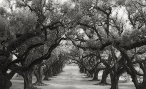 صور مذهلة لأقدم أشجار العالم قد لا تصدق أنها حقيقية