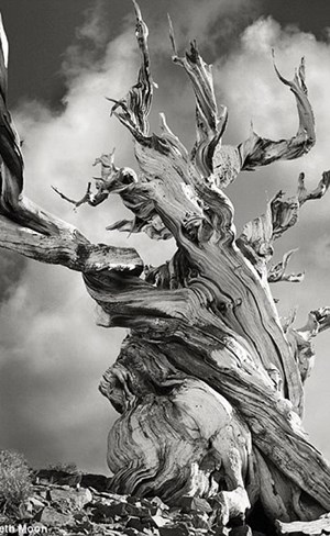 صور مذهلة لأقدم أشجار العالم قد لا تصدق أنها حقيقية