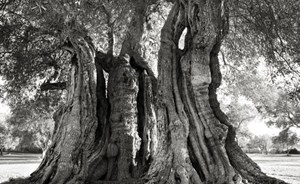 صور مذهلة لأقدم أشجار العالم قد لا تصدق أنها حقيقية