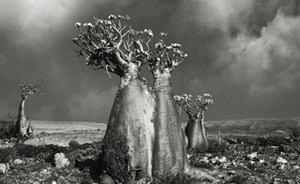 صور مذهلة لأقدم أشجار العالم قد لا تصدق أنها حقيقية