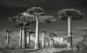 صور مذهلة لأقدم أشجار العالم قد لا تصدق أنها حقيقية