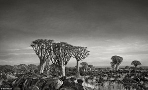 صور مذهلة لأقدم أشجار العالم قد لا تصدق أنها حقيقية