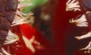 زهرة هيدنورا أفريكانا آكلة الحشرات