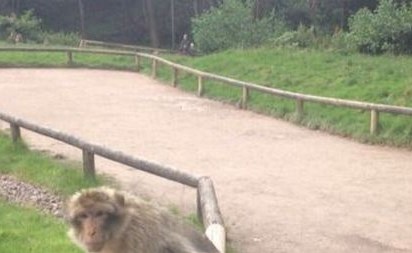 بالصور.. حين يمل "القرد" من السيلفي!