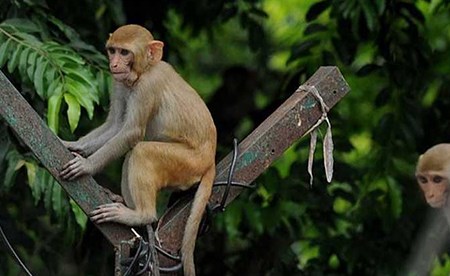 بالفيديو.. 12 قرداً ماتوا بالسكتة القلبية لـ "خوفهم من نمر" !