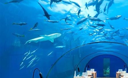 بالفيديو.. هذا هو أكبر مطعم تحت البحر في العالم.. تعرف على أسعاره