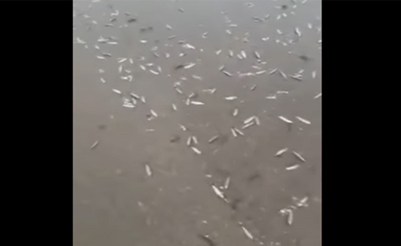 بالفيديو.. السماء تمطر سمكا في إيران!