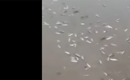 بالفيديو.. السماء تمطر سمكا في إيران!