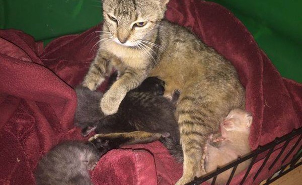 بالصور.. فتاة تضحي بروحها لإنقاذ قطتها