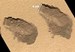 NASA’s Mars rover finds traces of carbon