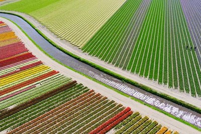 المرتبة الثالثة من فئة الأماكن، حقول أزهار التوليب في هولندا.