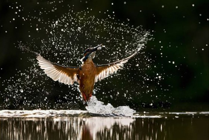 بول غاد التقط هذه الصورة لطائر الرفراف في لحظة اصطياده سمكة