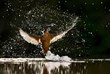بول غاد التقط هذه الصورة لطائر الرفراف في لحظة اصطياده سمكة