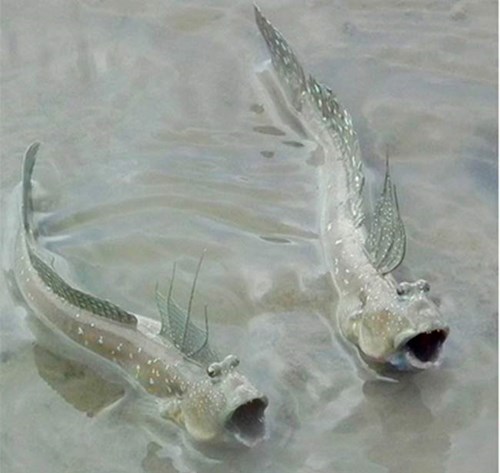  سمكة نطّاط الطين (Mudskipper)