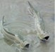  سمكة نطّاط الطين (Mudskipper)