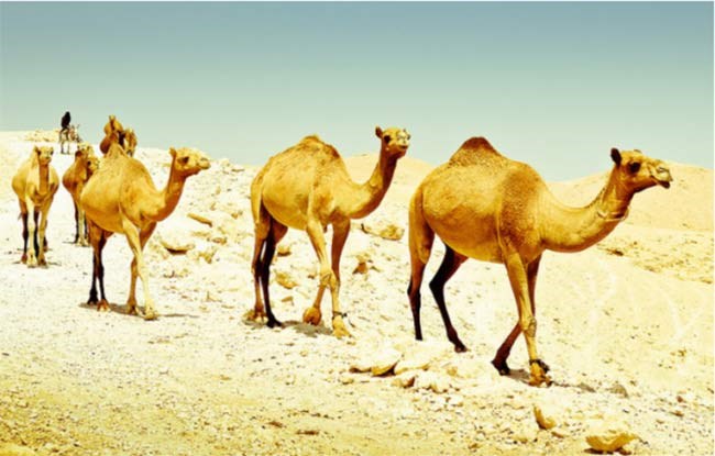  الجمل