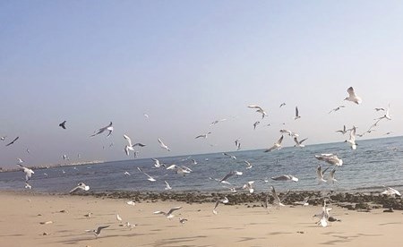 وصف الصورة