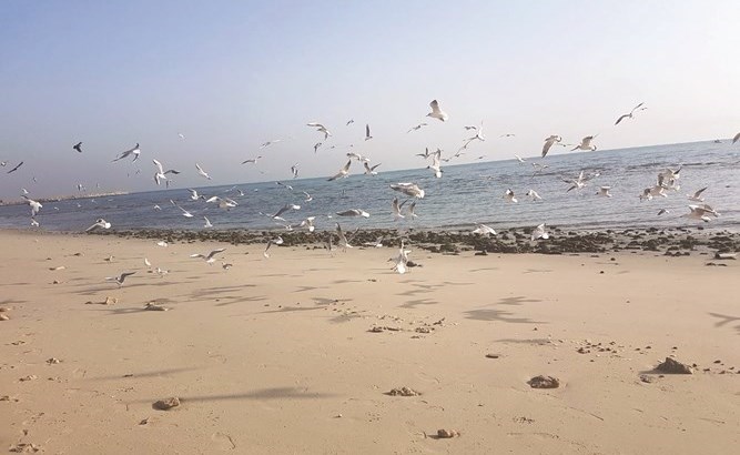 وصف الصورة