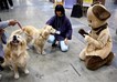  معرض الترفيه عن الكلاب