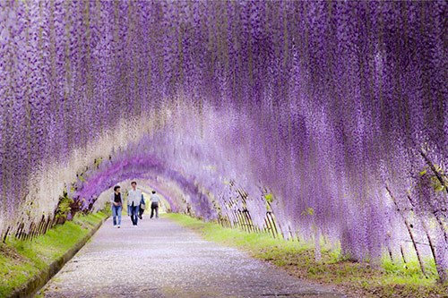  نفق زهرة الوستارية Wisteria Flower Tunnel - اليابان