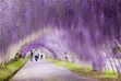  نفق زهرة الوستارية Wisteria Flower Tunnel - اليابان