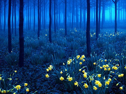   الغابة السوداء Black Forest - ألمانيا