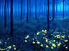   الغابة السوداء Black Forest - ألمانيا