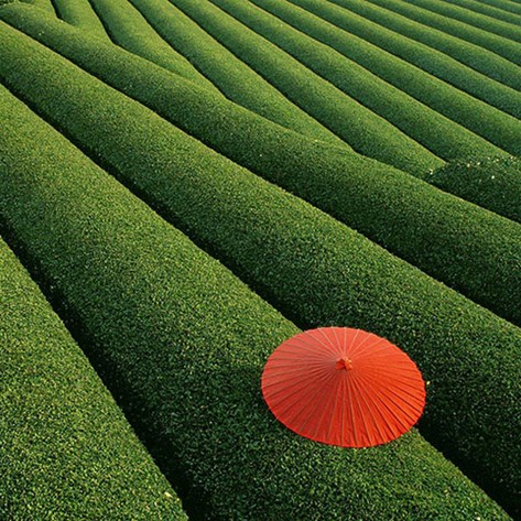  حقول الشاي Fields of Tea - الصين