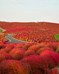  متنزه هيتاشي Hitachi Seaside Park - اليابان