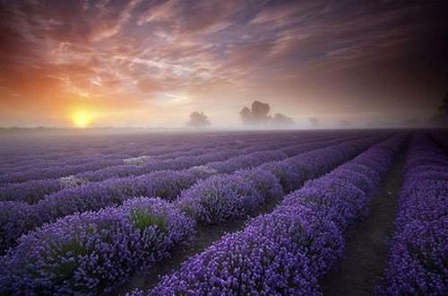   حقول زهرة اللافندر Lavender Fields - فرنسا