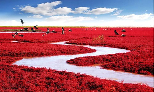  الشاطئ الأحمر Red Beach - الصين