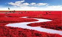  الشاطئ الأحمر Red Beach - الصين