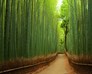  غابة بامبو الساجانو Sagano Bamboo Forest - اليابان