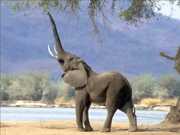 وصف الصورة