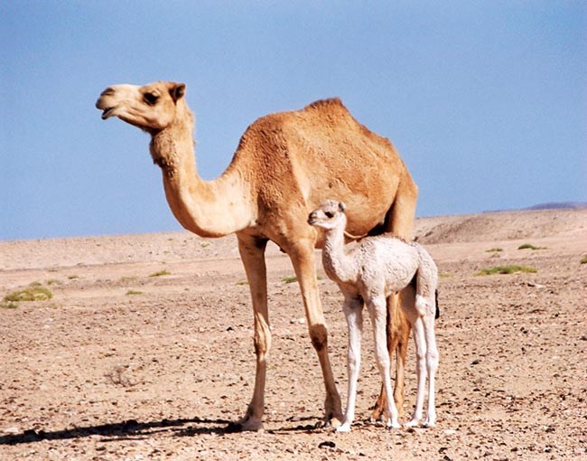 وصف الصورة