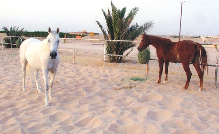 وصف الصورة