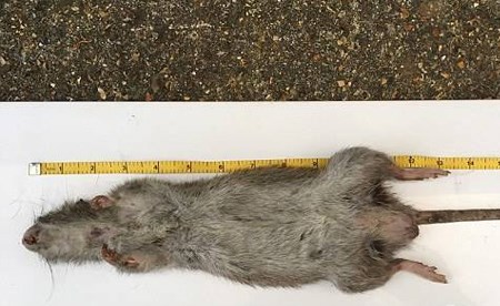 بالصورة .. القبض على أكبر فأر في العالم داخل بريطانيا 2 القبض على أكبر فأر في العالم داخل بريطانيا