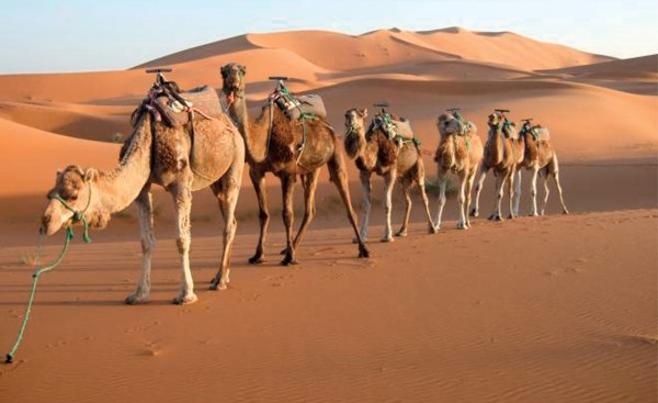 وصف الصورة