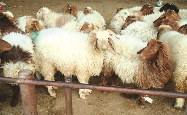 وصف الصورة